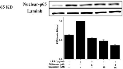 Enhanced Anti-Inflammatory Effects of Silibinin and Capsaicin Combination in Lipopolysaccharide-Induced RAW264.7 Cells by Inhibiting NF-κB and MAPK Activation